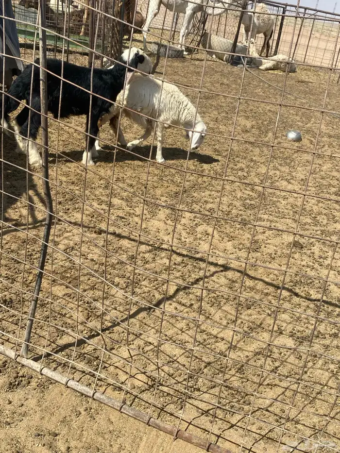 خروف نجدي تربيه 0