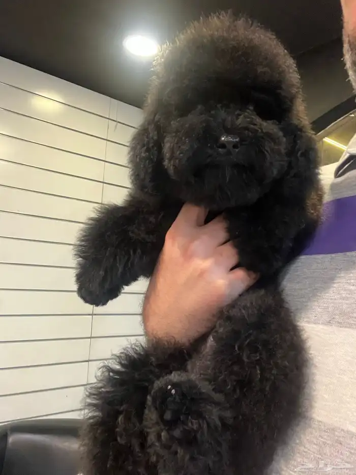 متوفر للبيع بيور توي بودل مستوى عالي pure toy poodle 0
