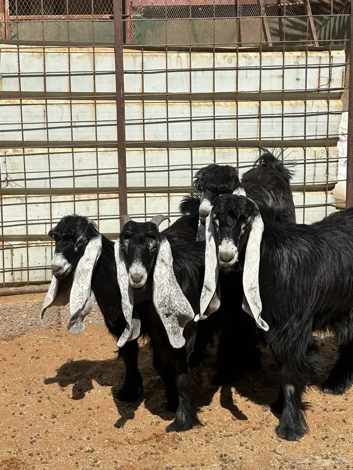 جفار عوارض صنف عمر 5 الى 7 شهور 0