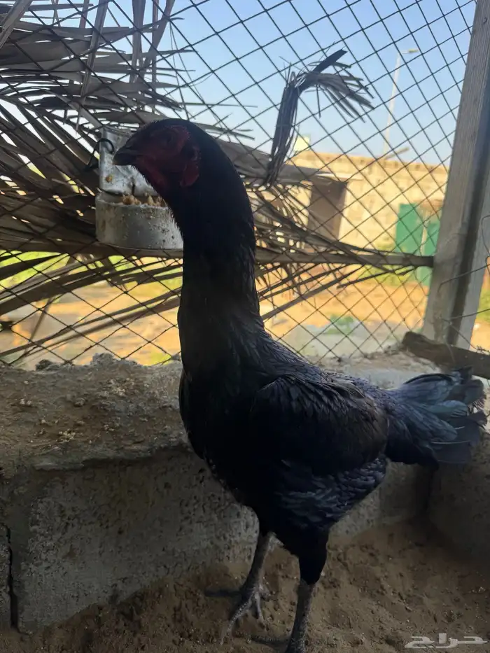 دجاجه شامو الماني اصل فاخر 4