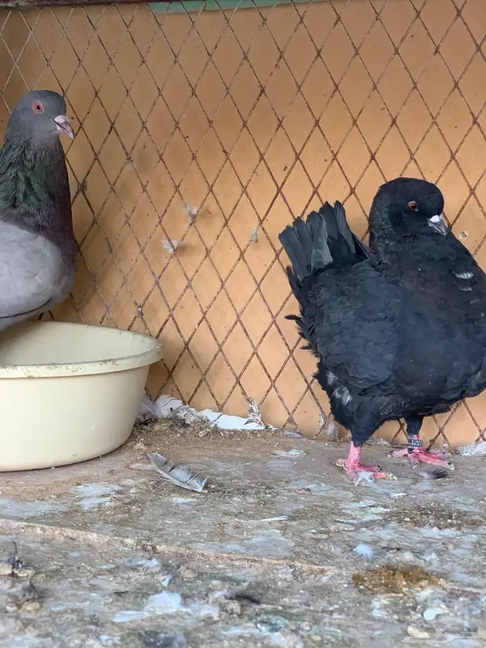 جوز كنق على سلفر 5