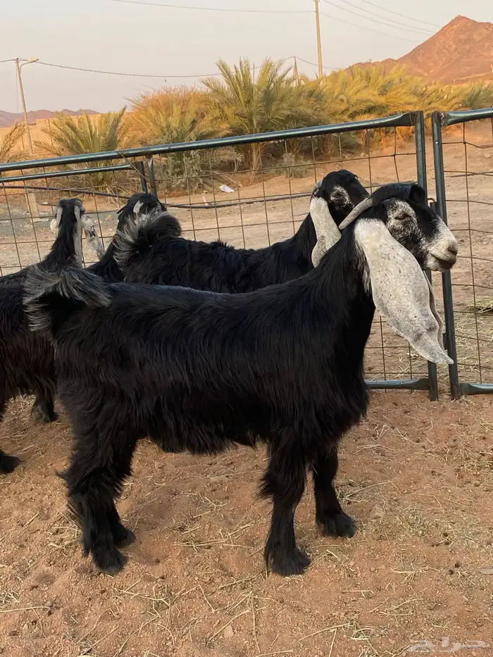 معزا عوارض صنف جفار(تم البيع) 16