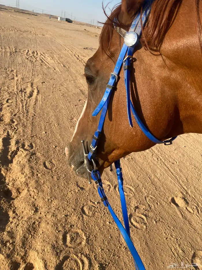 حصان عربي فرنسي للبيع 1