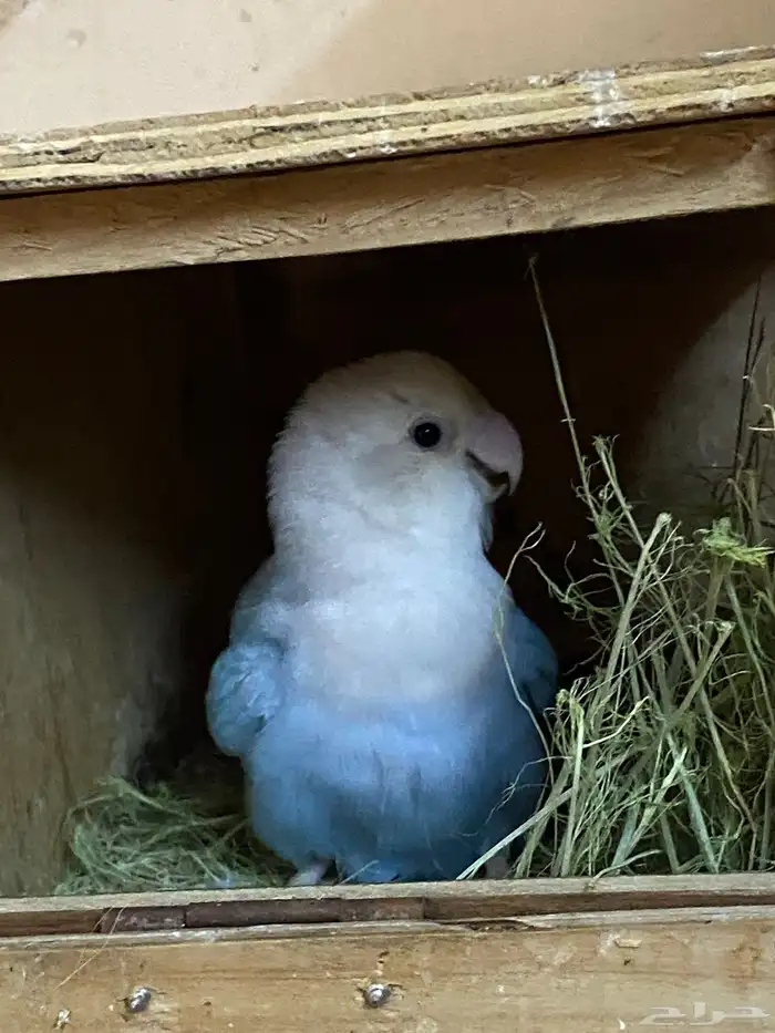 اعرض لكم روز منتج شرط 2