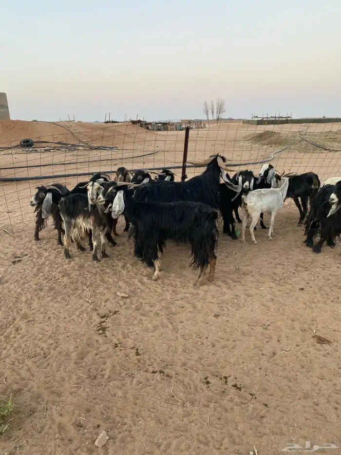 معزا للبيع 4