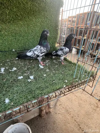 السلام عليكم index