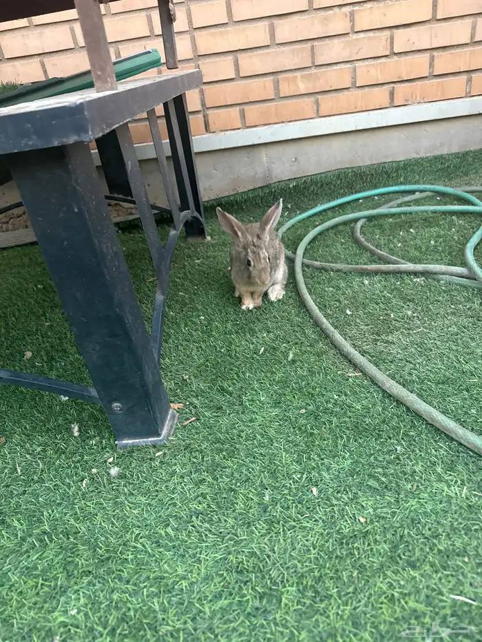 ثلاث أرانب للبيع 1