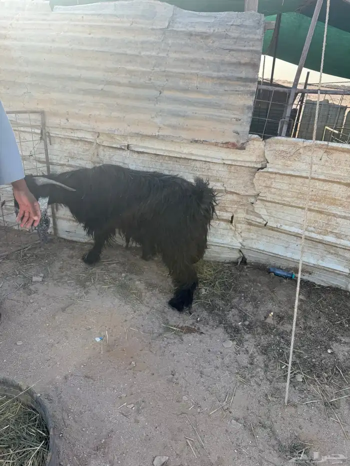 تيس فحل عارضي شرط القريع 10