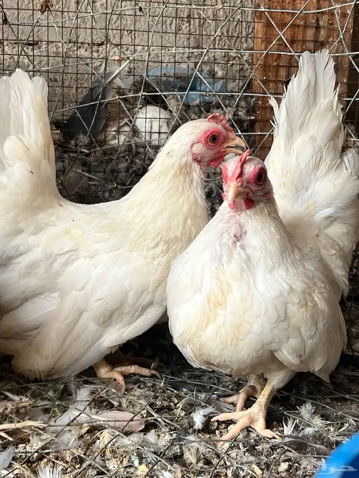 طقم دجاج جبنيز اللون ابيض 3