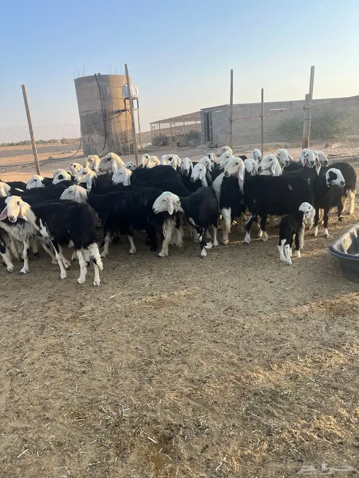 مراح نجد بفحولها 3