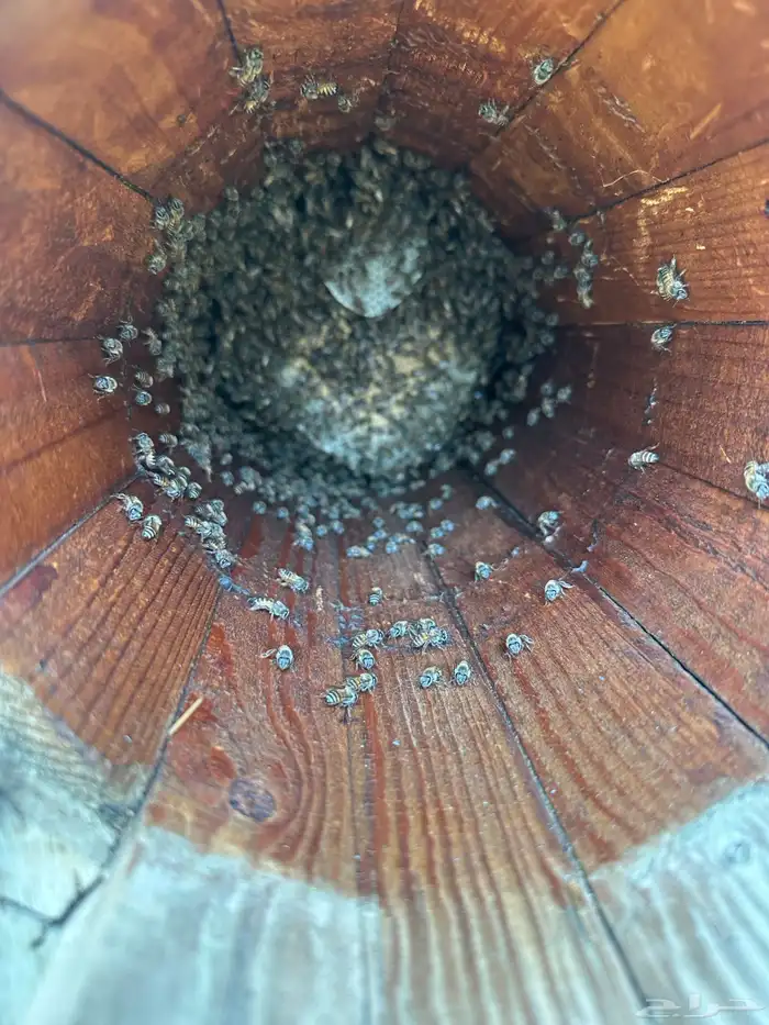 نحل بلدي العدد عشره صنديق 1