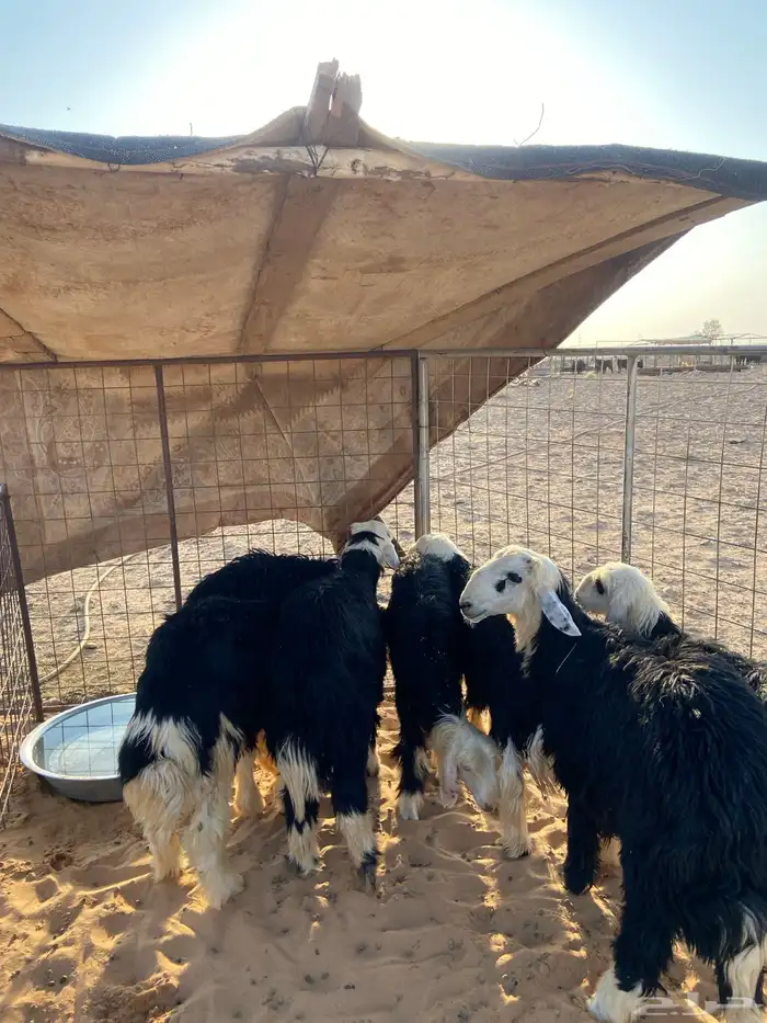 سلام عليكم بهم نجد شرط نظيف بظهور فل 7 خرفان 4 الرخال 0