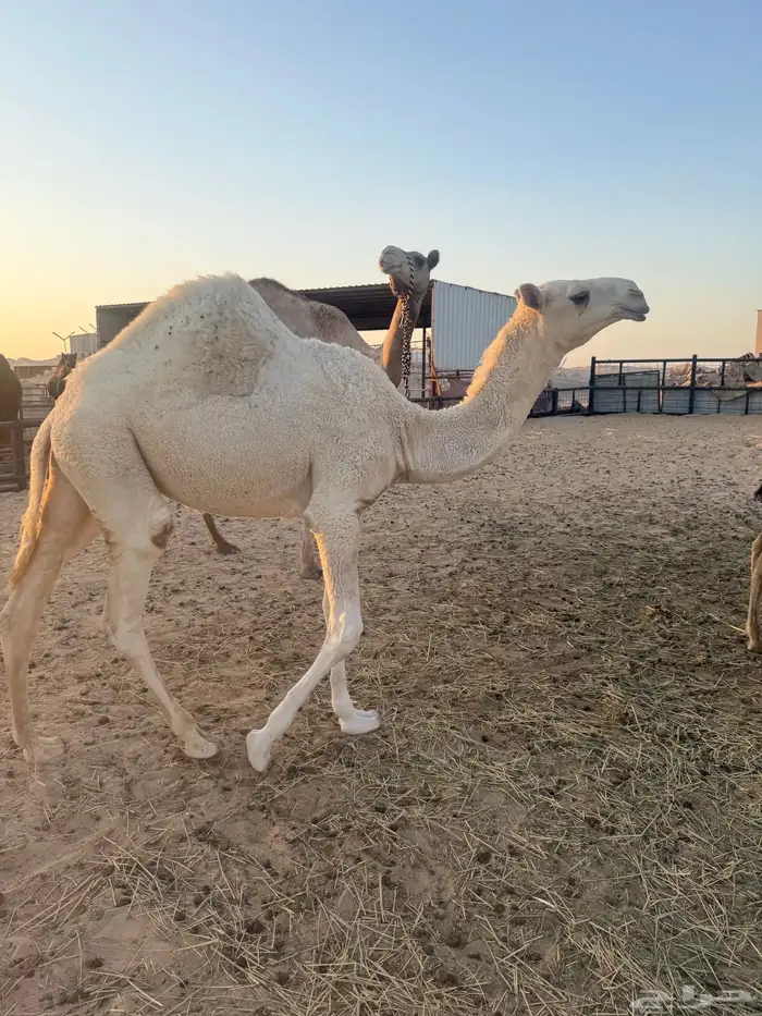 بكره مفرودة للبيع 0