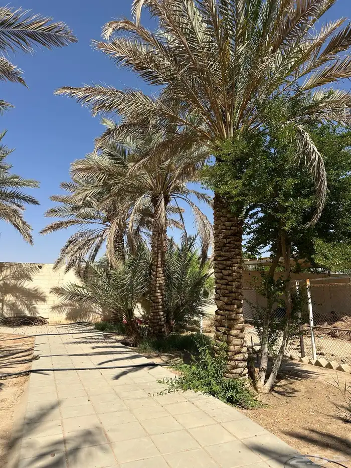 نخل نقايل من متر وفوق 4