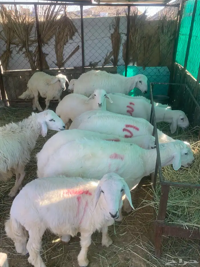 ذبائح للبيع 1