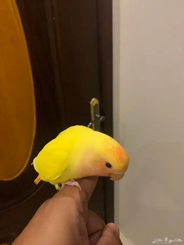 طير روز اللون اصفر ورأس برتغالي وعيون احمر 1