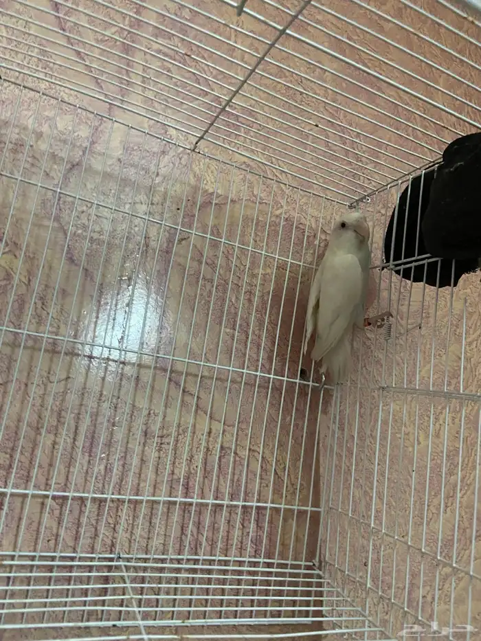 للبيع انثى روز منتجه 1