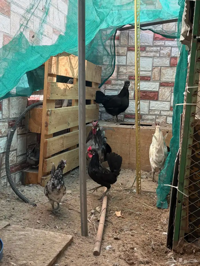 دجاج حباحب 0