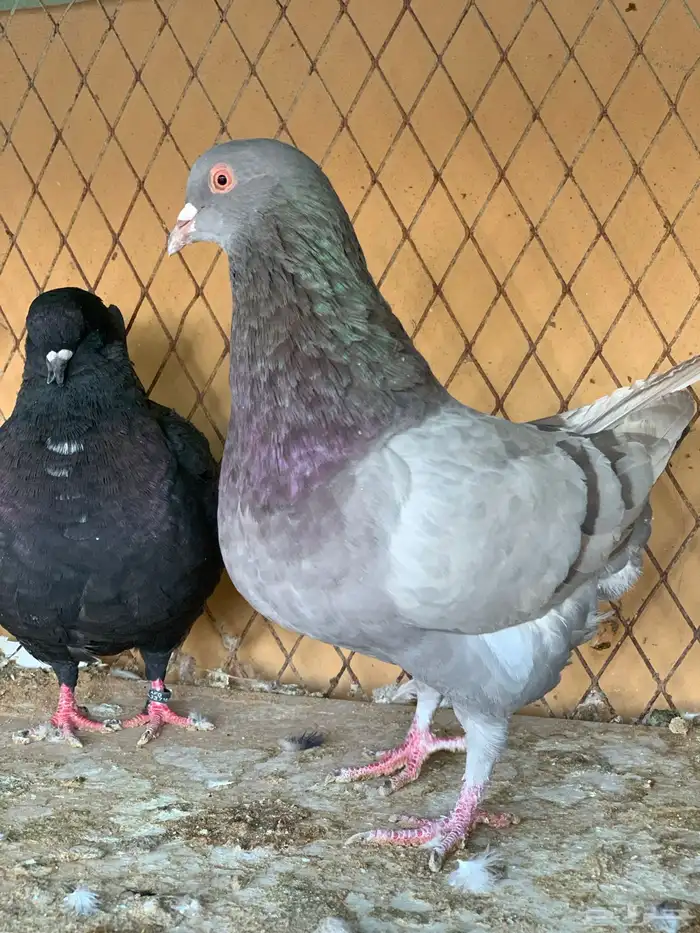 جوز كنق على سلفر 7