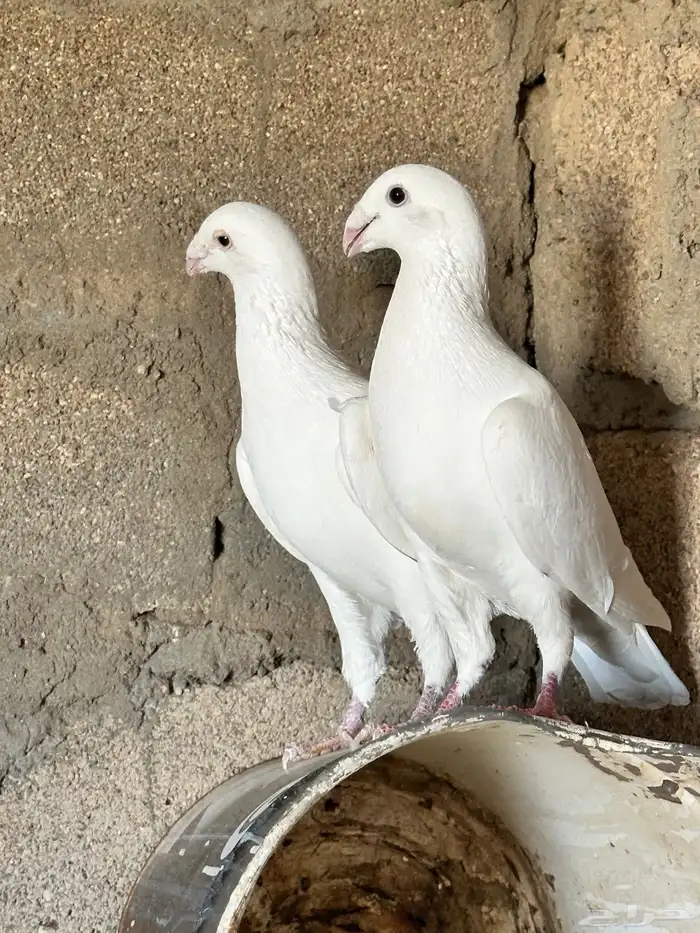 حم ام هومر 1