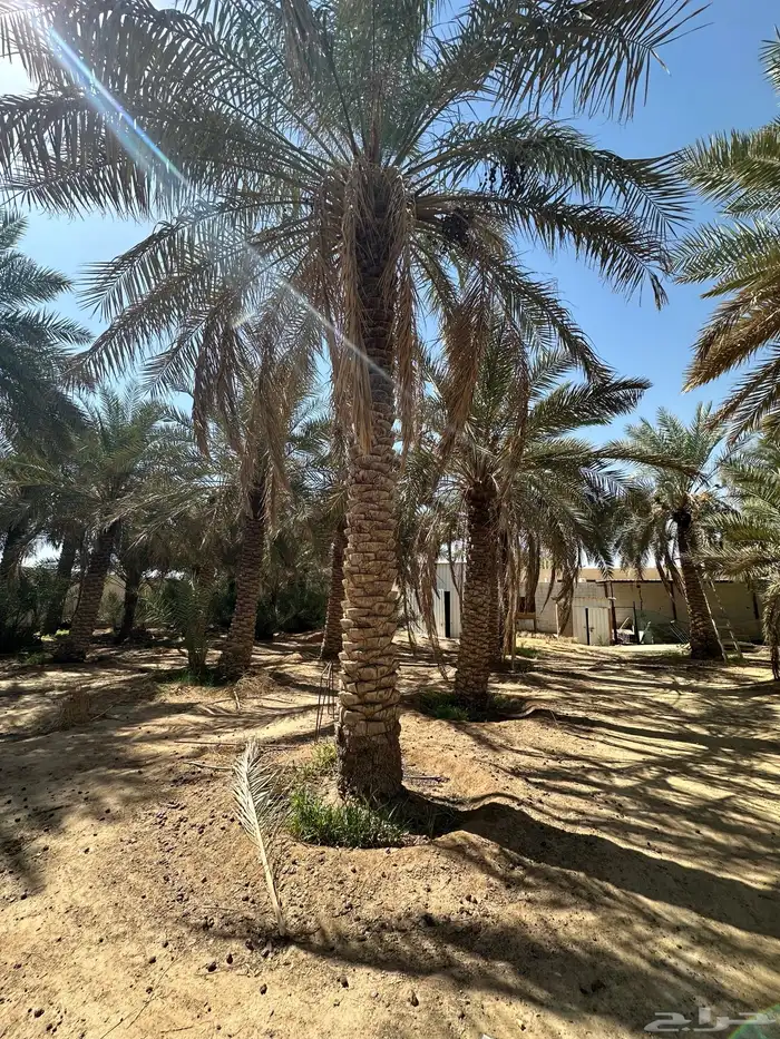 نخل نقايل من متر وفوق 1