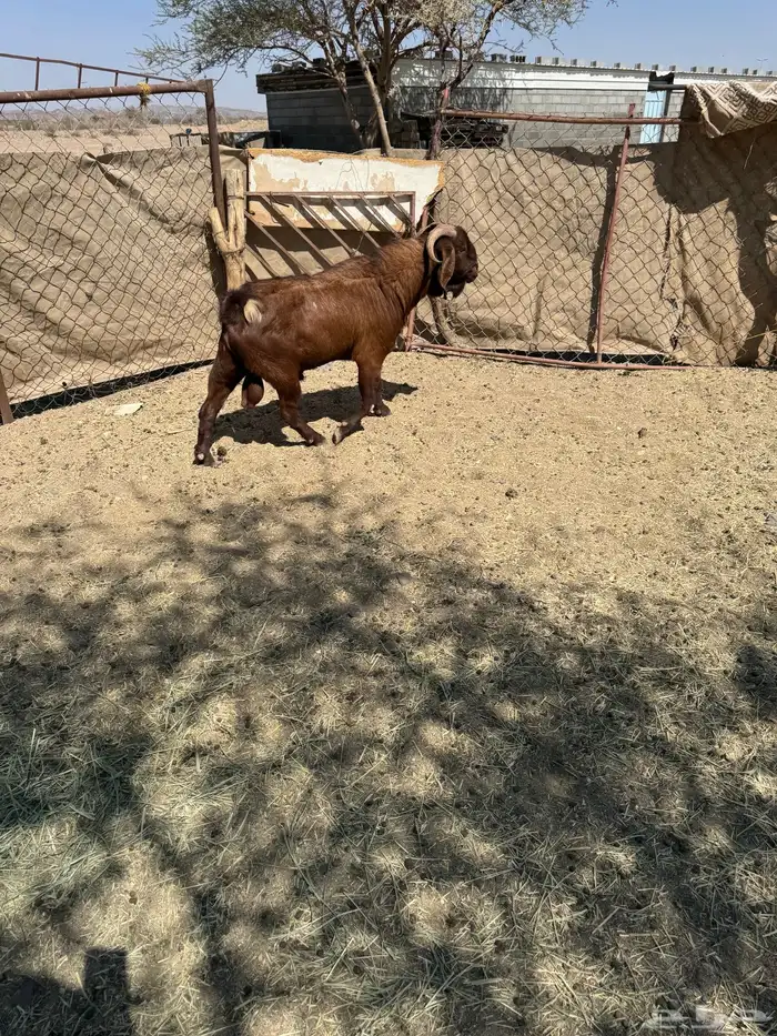 تيس كلهاري 1