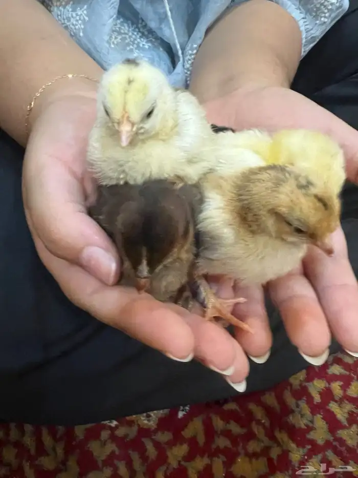 صوص دجاج كيوت يصلح للأطفال 5