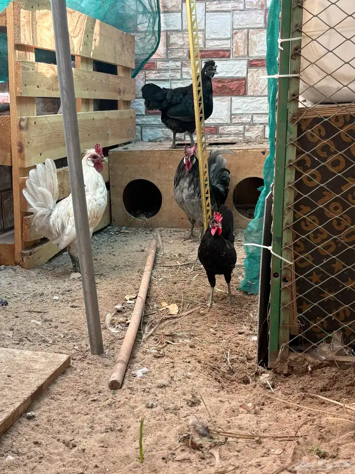 دجاج حباحب 2