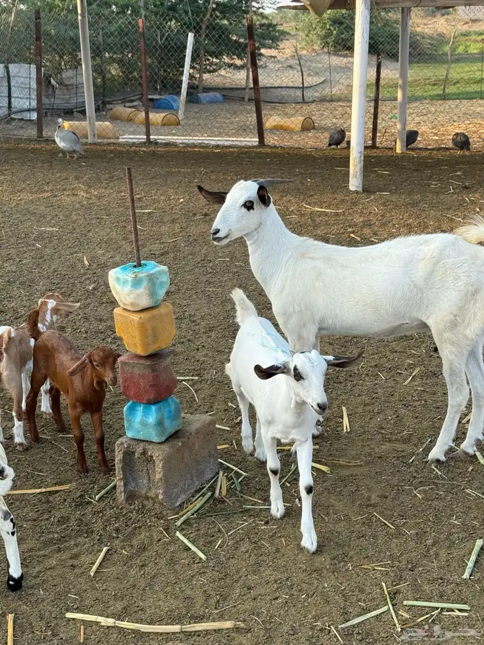 عنز بيشية فاخره 3