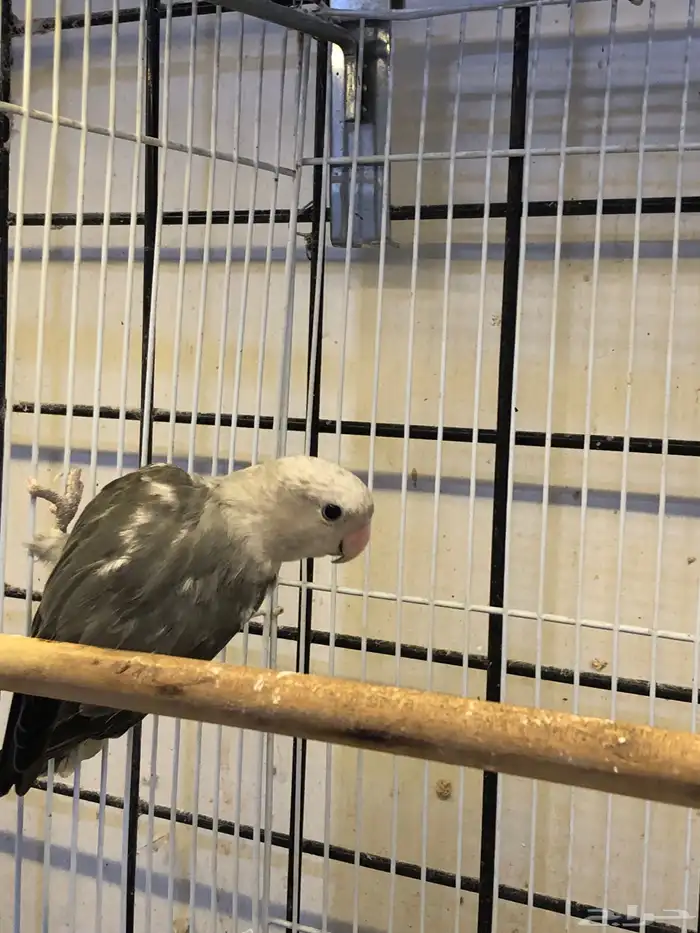 انثى روز منتجه 2