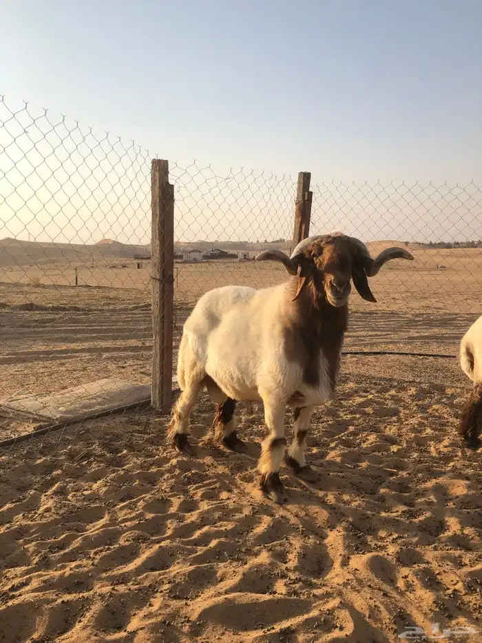 فحل نعيم صنف 0