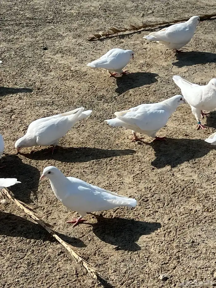 حمام فرنسي سوبر جامبو ملكي 4