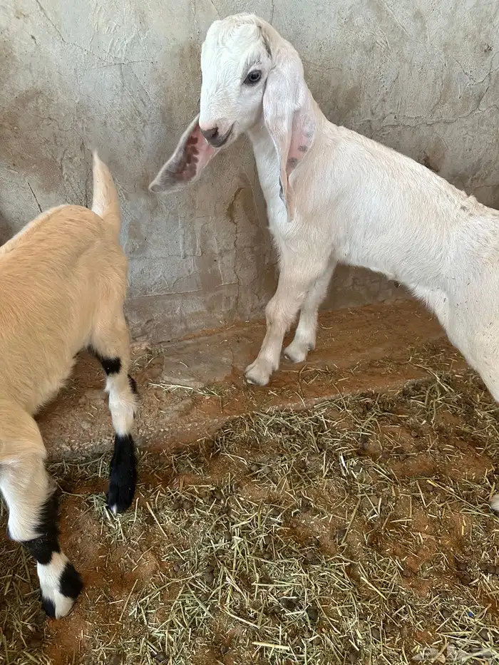 عنز مشروكه طيبه جرم طيب حدرها اثنين تيوس 7