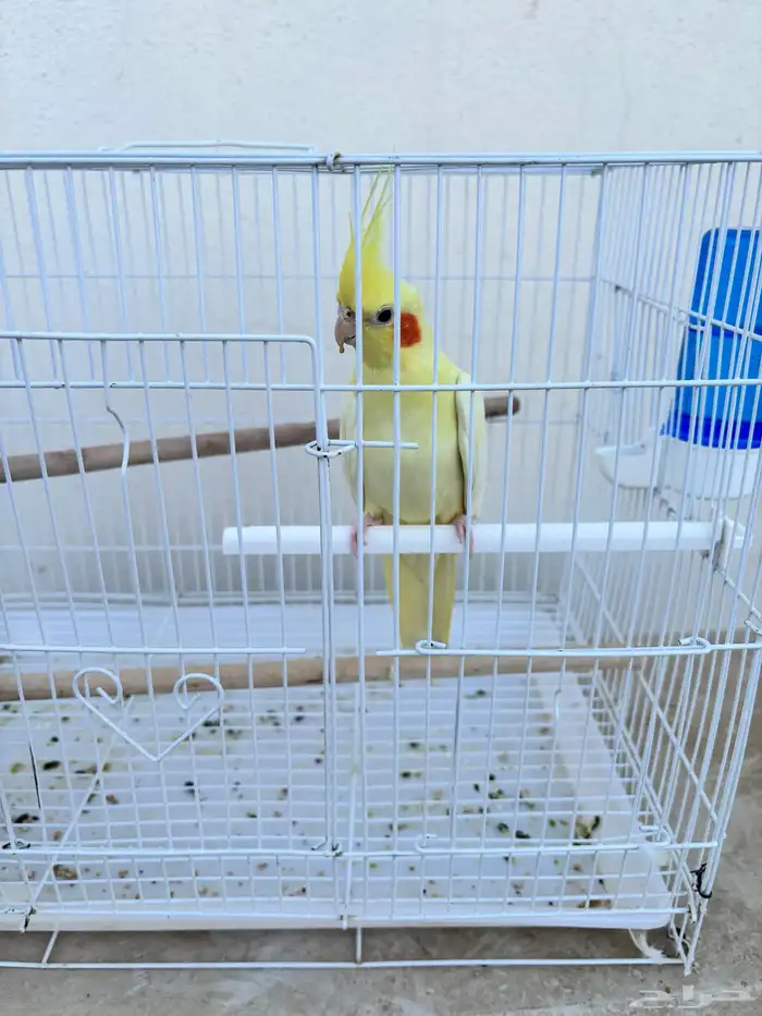 كروان انثى لاتينو عيون حمر 0