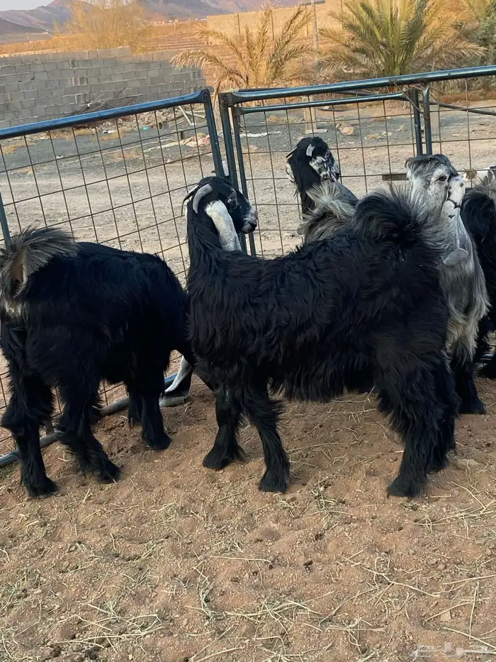 معزا عوارض صنف جفار(تم البيع) 18