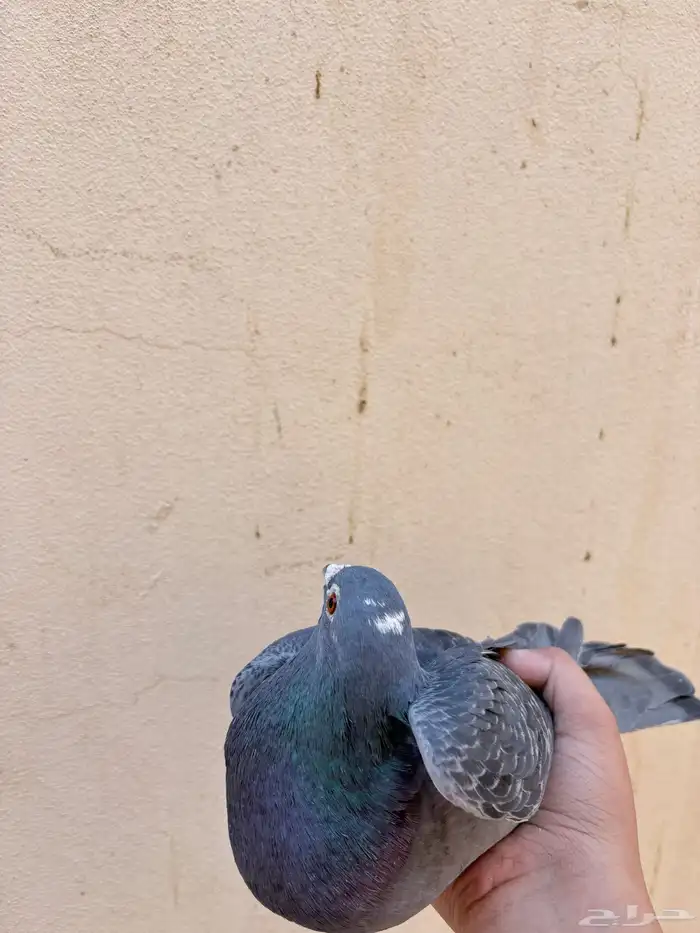 ذكر زاجل سباق 4