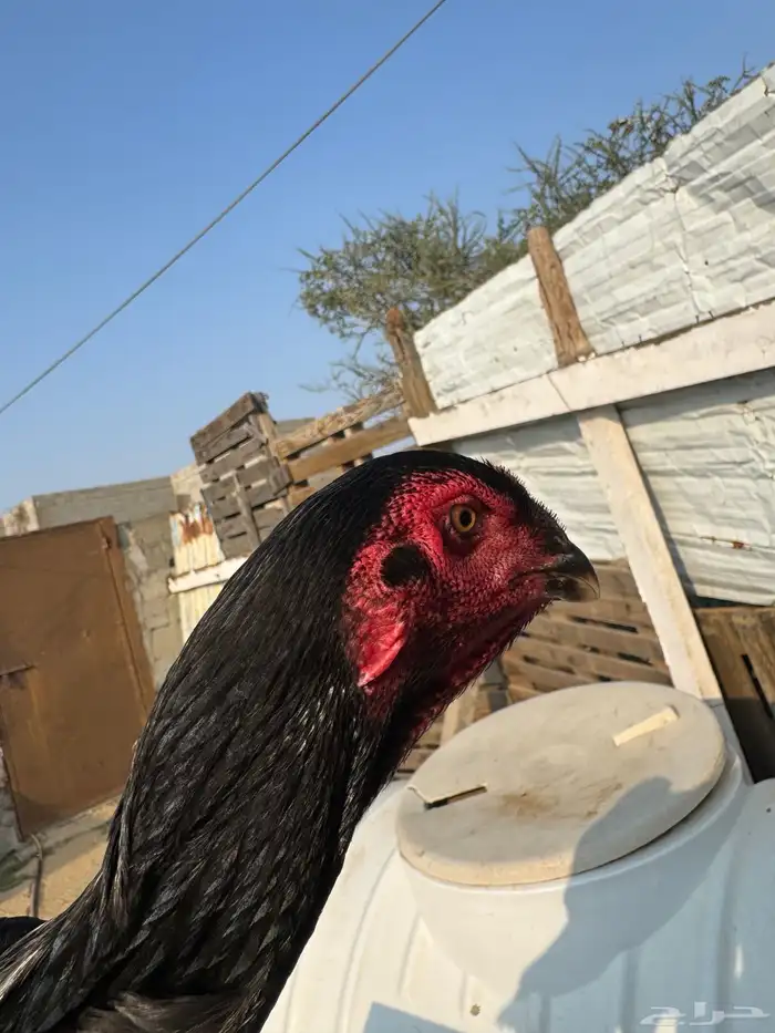 دجاجه شامو الماني اصل فاخر 11