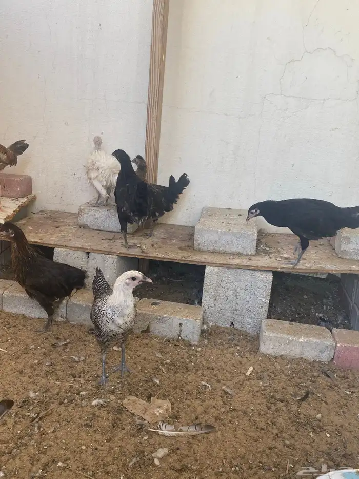 دجاج للبيع 4
