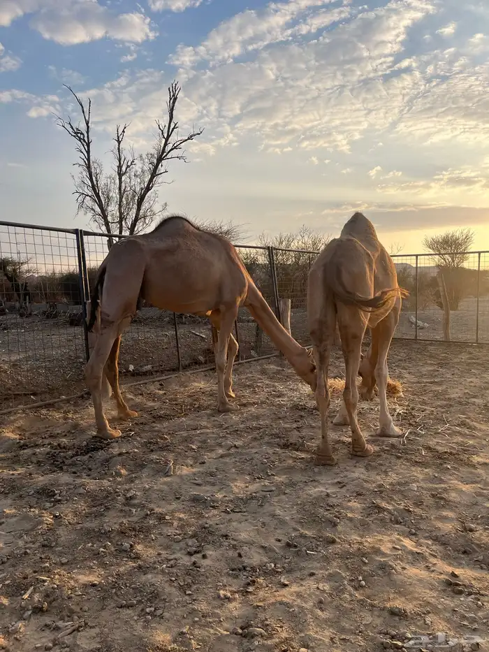 نياق مبيوعه عيالها 25