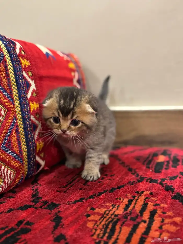 قطط صغيرة kittens للبيع 12