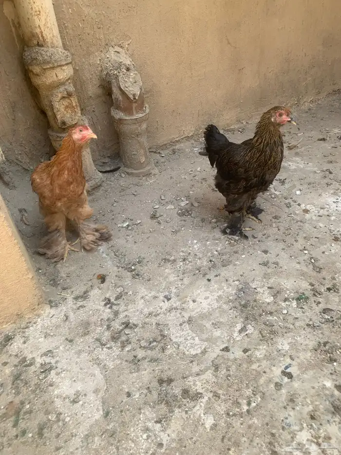 للبيع دجاج براهما 0