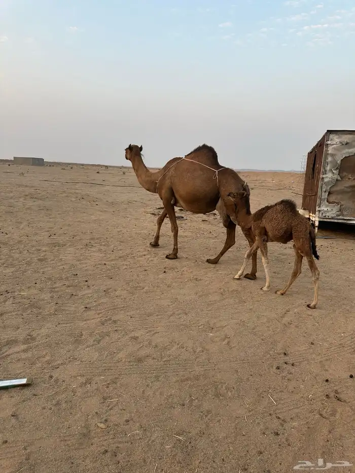 خلفات سواحل مصاغير ( تم البيع ) 2