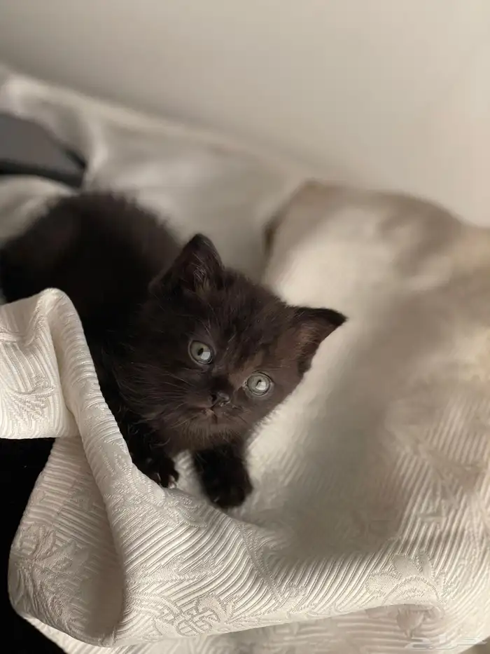 قطط كيتن سكوتش ستريت 2