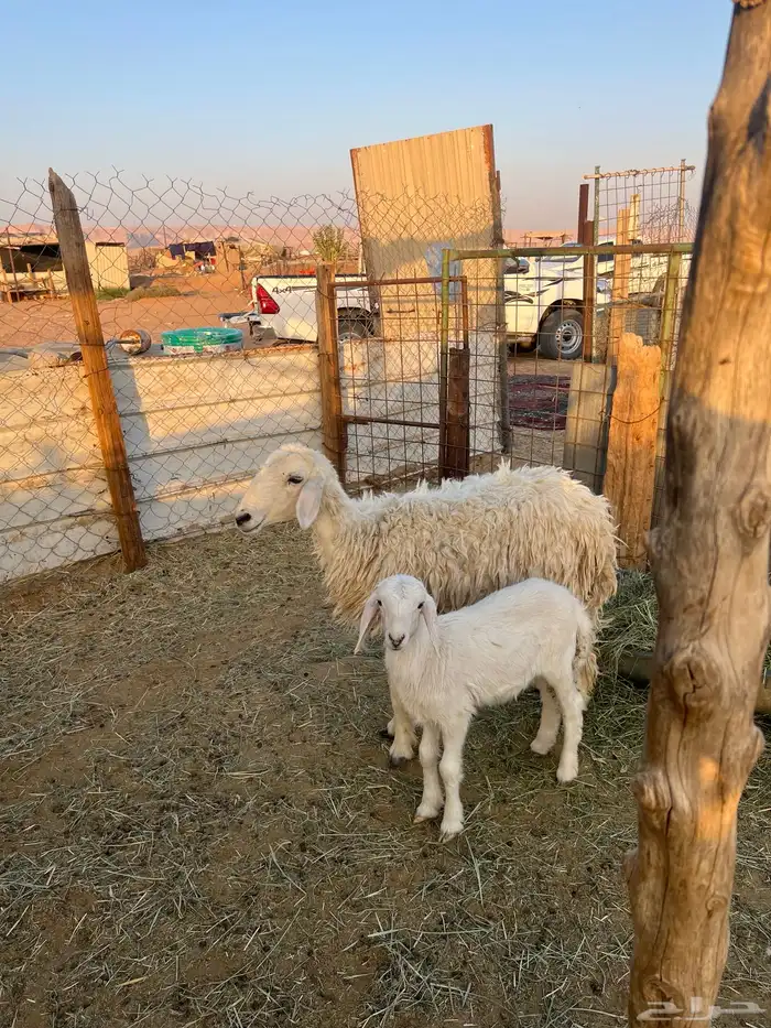 شاه حريه ثنيه تحتها خروف 0