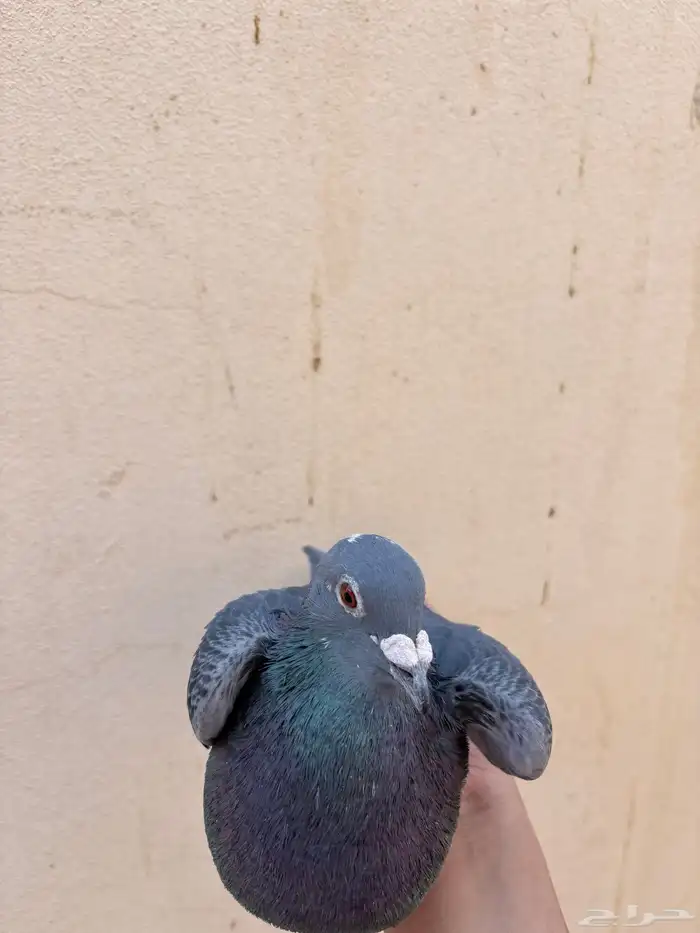 ذكر زاجل سباق 3