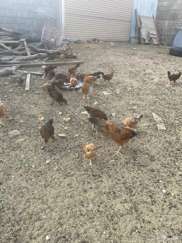 فروخ حضان شرط 4