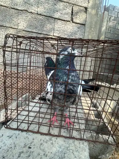 تيدي بيور index