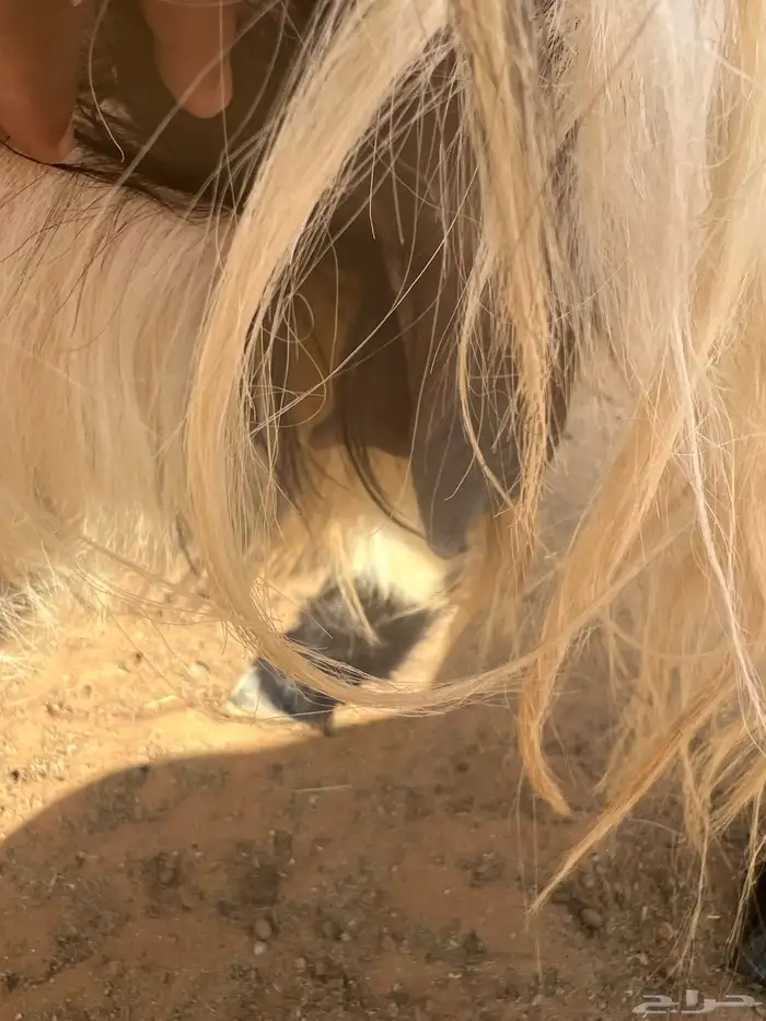 عنز حليب طيبه معها تيوس دواغير 4