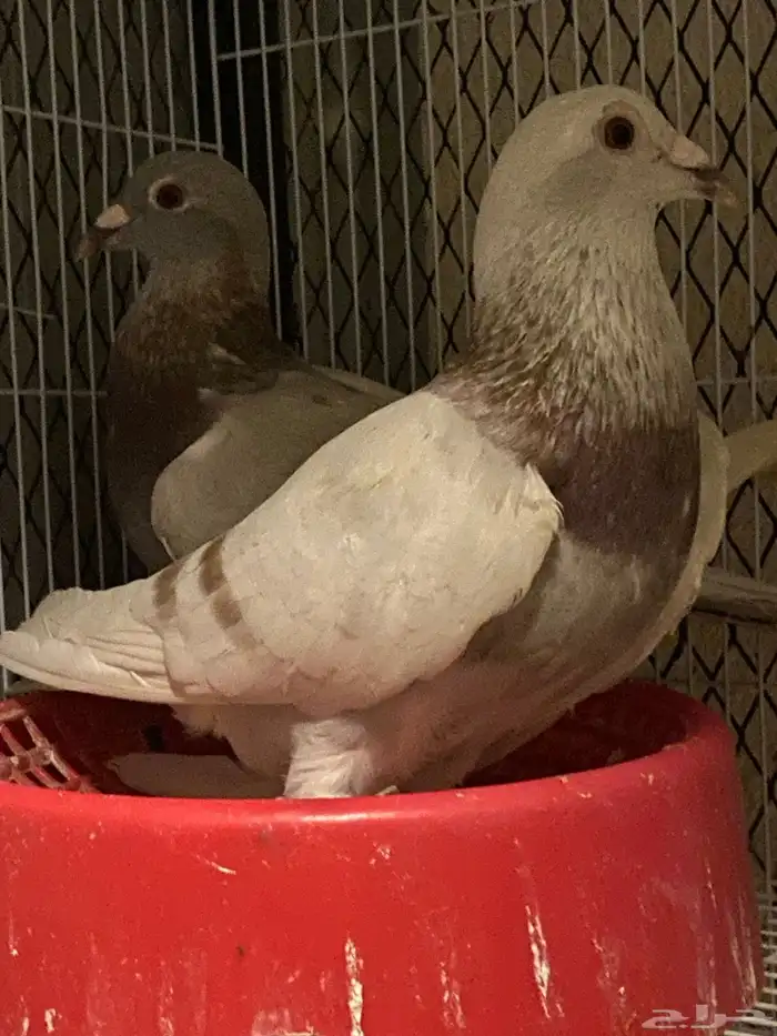 حمام زاجل منتج 2