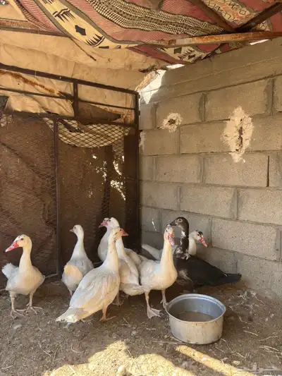 للبيع ذكور بط index